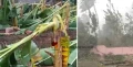 തൃശൂരിന് പിന്നാലെ കൊച്ചിയിലെ അങ്കമാലിയടക്കമുള്ള മേഖലകളിലും കനത്ത മഴയും ശക്തമായ കാറ്റും; വ്യാപക നാശനഷ്ടം 