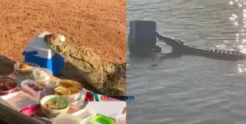 പിക്നിക്കിനെത്തിയവരുടെ ബിയർ ബോക്സുമായി മുതല മുങ്ങി, വീഡിയോ വൈറൽ 