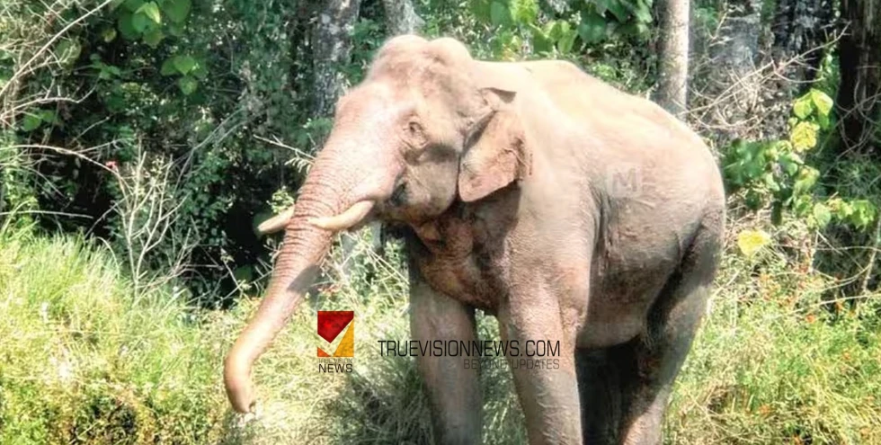 അരിക്കൊമ്പനെ കൂട്ടിലാക്കാനുള്ള ദൗത്യം ഞായറാഴ്ചത്തേക്ക് മാറ്റി; മോക്ഡ്രിൽ ശനിയാഴ്ച 